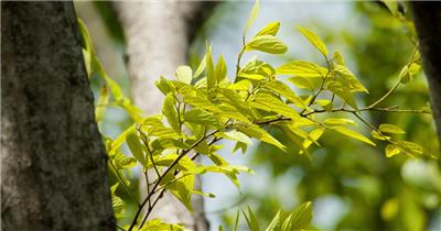 春天夏天更替之时树木绿植波光倒影