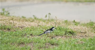 跟拍草地上的一直白鹡鸰鸟