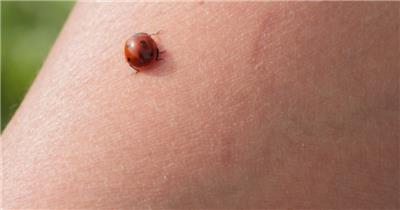 春天七星瓢虫在人类胳膊上爬行昆虫