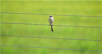 与人对视的伯劳鸟实拍镜头