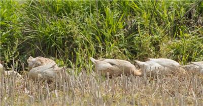 农村散养鸭子觅食慢镜头升格