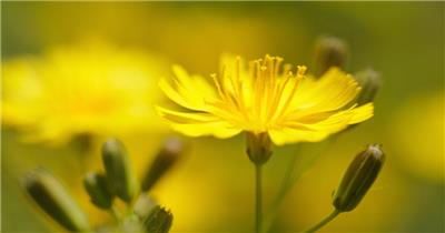 春天中华苦荬菜花朵微距特写