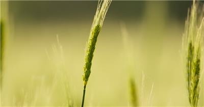 农村小麦田特写慢镜头升格