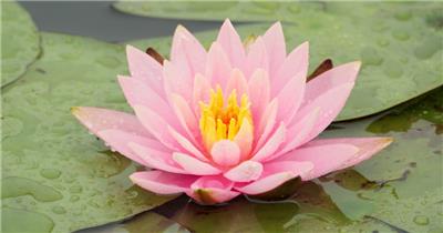 春雨中的睡莲花朵荷花荷叶