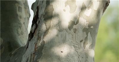 树木树荫树叶绿植实拍空镜