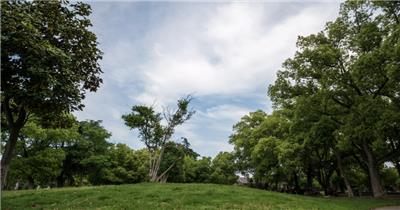 森林树林公园蓝天白云空气清新