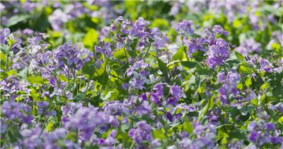 诸葛菜薰衣草花朵卉随风摇摆实拍