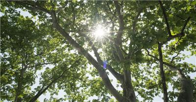 春末夏初植物树木叶森林水草