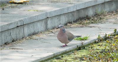 一只斑鸠鸟喝水实拍镜头