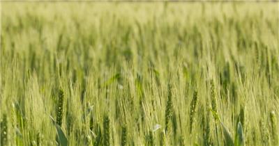 农村小麦推进变焦升格慢镜头