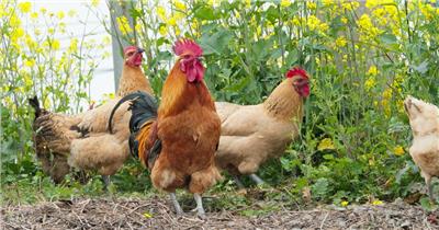 农村散养公鸡母鸡实拍镜头