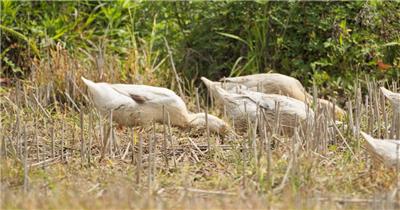 乡村散养鸭子 田地里觅食升格