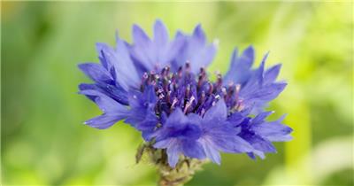 紫色蓝色矢车菊薰衣草花朵卉