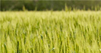 农村小麦长焦特写慢镜头升格