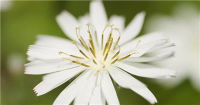 公园苦荬菜白色野草野花实拍