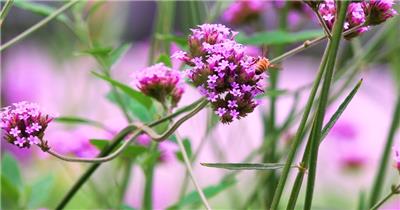 微距实拍 两只小蜜蜂 飞在花丛中 采花蜜 4k高清
