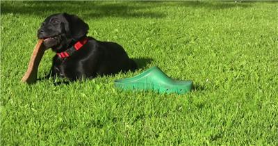 可爱宠物小狗草地玩耍视频素材