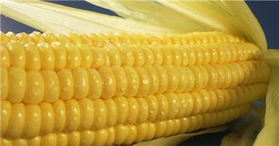 新鲜富含水谷玉米特写杂粮食材视频素材