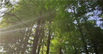 实拍阳光树影春暖花开视频素材