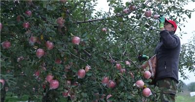 黄土高波红富士苹果树果园特产水果视频素材