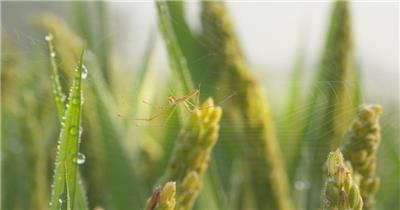 早晨水稻上的蜘蛛昆虫露水