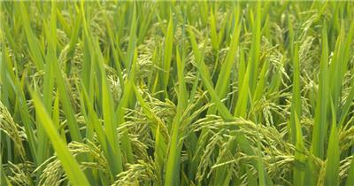 水稻小麦稻穗粮食庄家成熟丰收