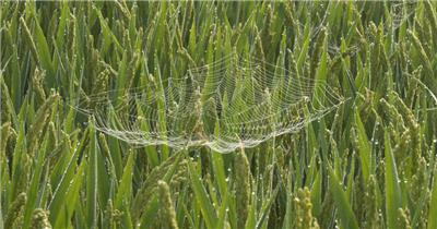 清晨水稻穗稻花上的蜘蛛网露珠