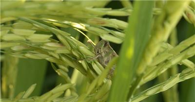 夏天水稻穗上的蝗虫害虫昆虫
