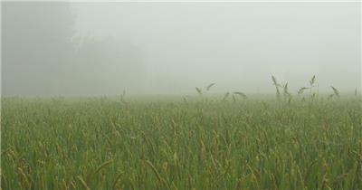 清晨农村乡村浓雾大雾笼罩田野