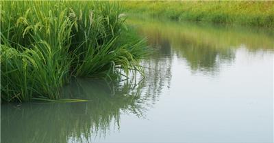 夏末秋初水田野水稻穗倒影