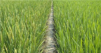 夏末秋初行走在乡间的田野上 