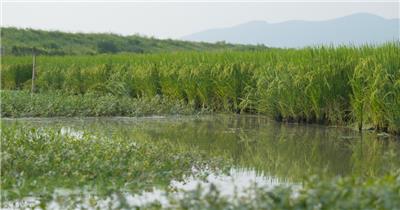 秋天乡村水田野水稻穗远山