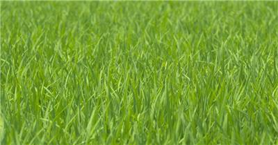 微风水稻绿草海风吹麦浪