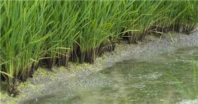 乡村农村田野水稻根部淤泥巴