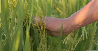农民的手抚摸扫过水稻穗丰收