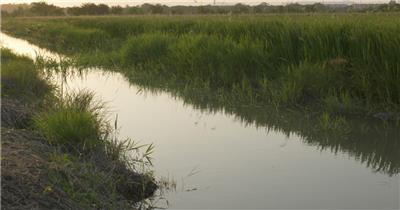 夏天农村傍晚黄昏田野水稻