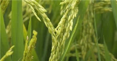 夏天下雨水滋润灌溉水稻粮食