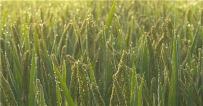 清晨朝阳洒在金绿色的稻田里