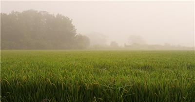 初秋天清晨薄雾笼罩的稻田