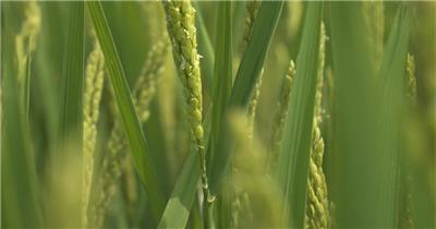 水稻稻穗稻花稻香微距特写