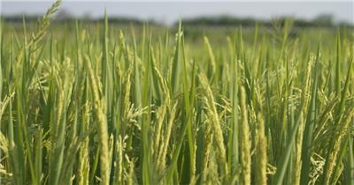 水稻穗稻花大米镜头视角平移