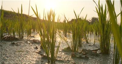清晨阳光照射在田野上水稻插秧苗
