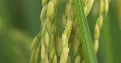 水稻穗五常大米微距特写丰收