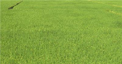 秋高气爽微风吹麦浪水稻穗