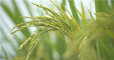 成熟的水稻穗随风摇摆丰收大米