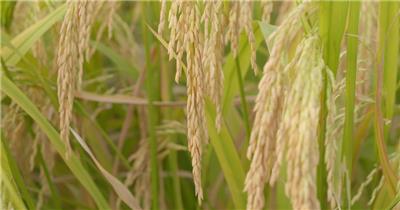 乡村水稻田野成熟稻穗特写