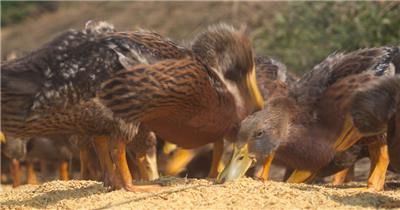 纯天然散养鸭子土鸭吃水稻米