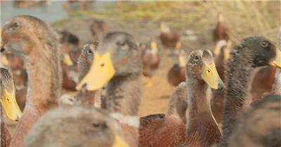 夏天一群土鸭子从镜头前走过