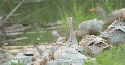 农村散养鸭子土鸭麻鸭洗澡