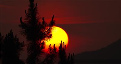 日落西山太阳下山夕阳松树剪影